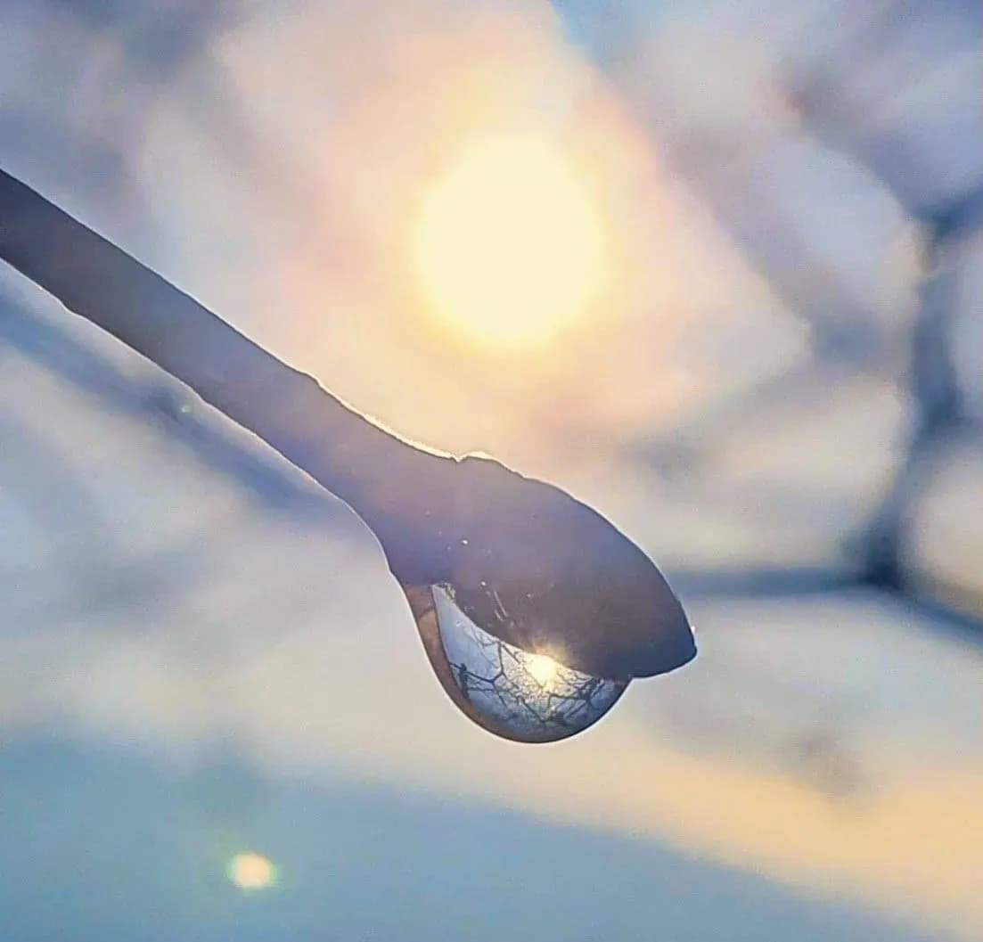 Makroaufnahme eines Wassertropfens an einer Zweigspitze, der die Wintersonne bündelt