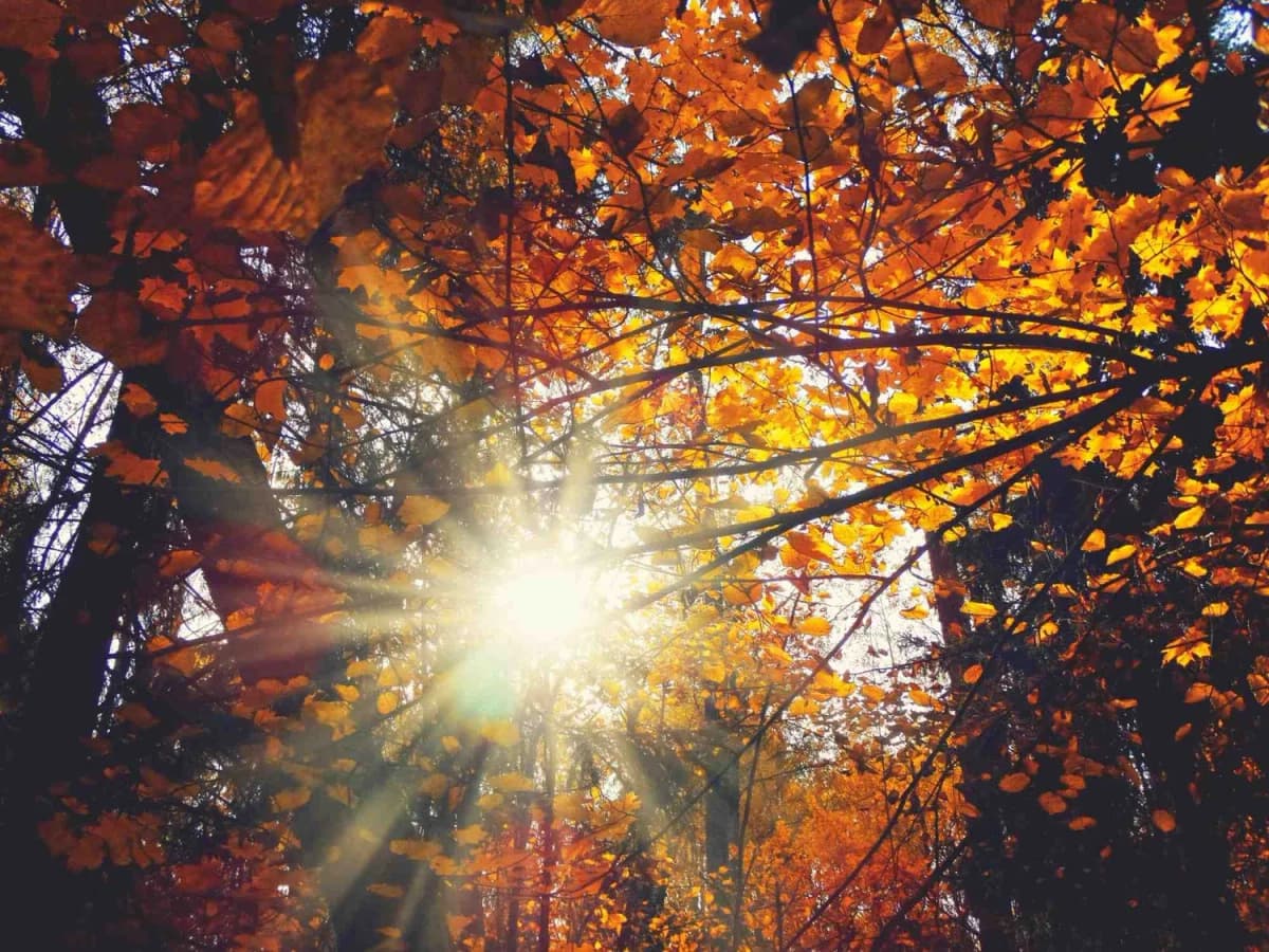 Blick nach oben in ein leuchtend orangefarbenes Herbstblätterdach, durch das die Sonne strahlt