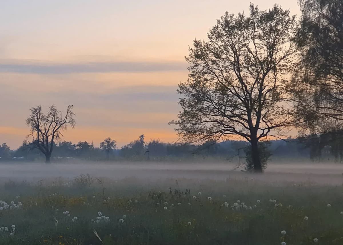 Nebelverhangene Wiese im Morgengrauen mit zwei Bäumen als Silhouette und Pusteblumen im Vordergrund