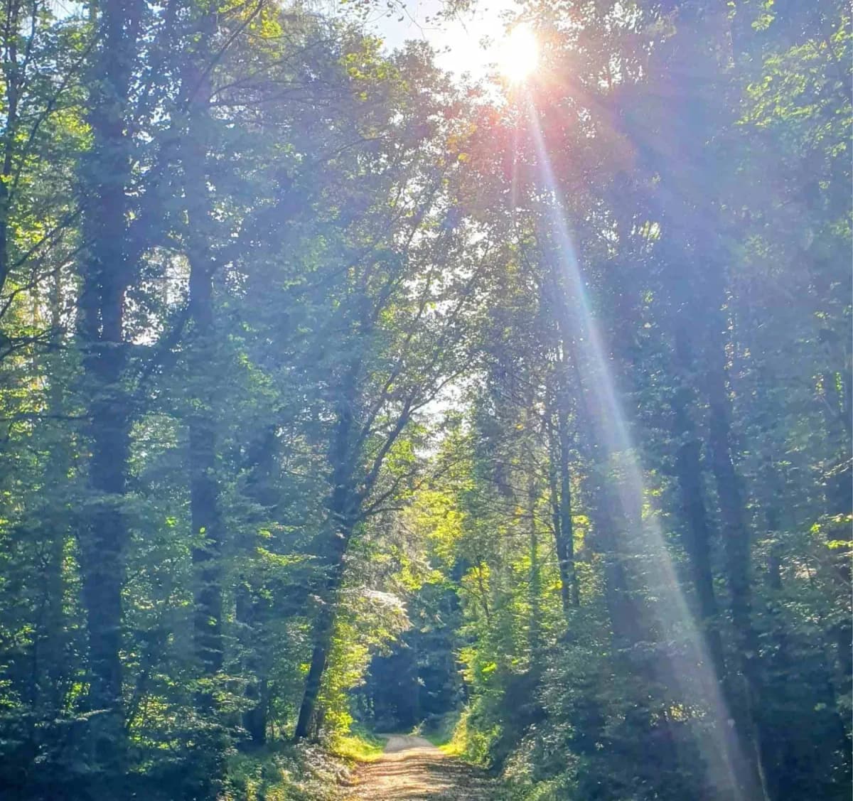 Ein Sonnenstrahl fällt schräg durch ein hohes Blätterdach auf einen Waldweg