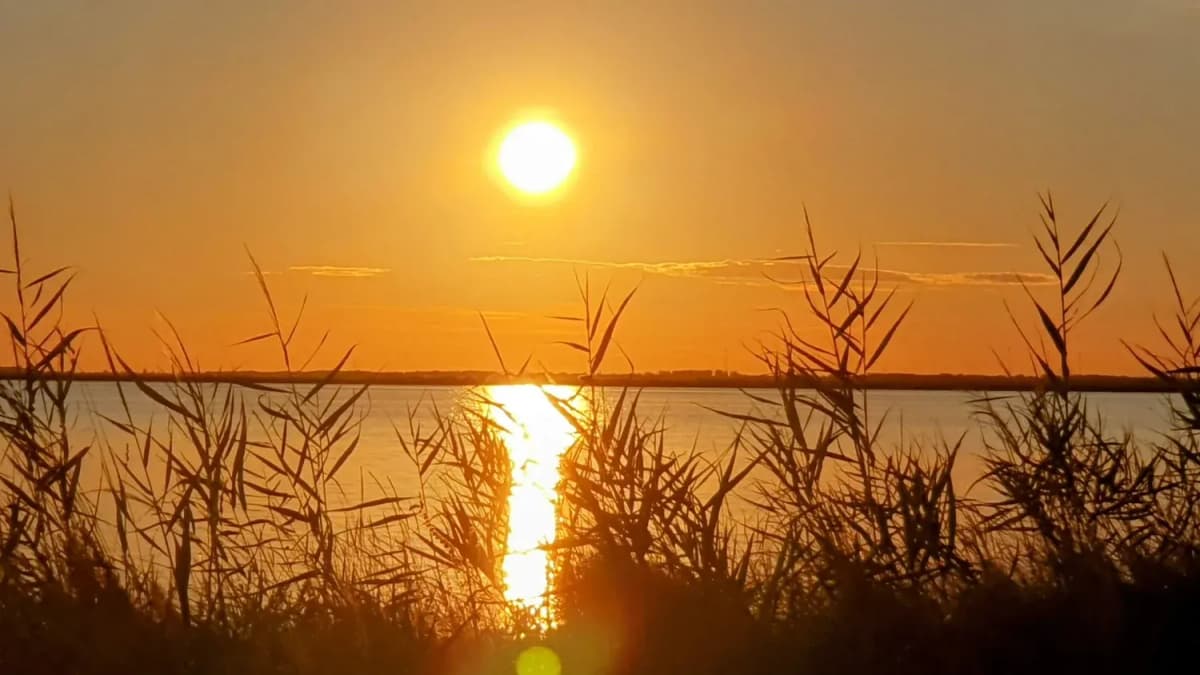 Sonnenuntergang über einem ruhigen See, im Vordergrund Schilfhalme als Silhouette