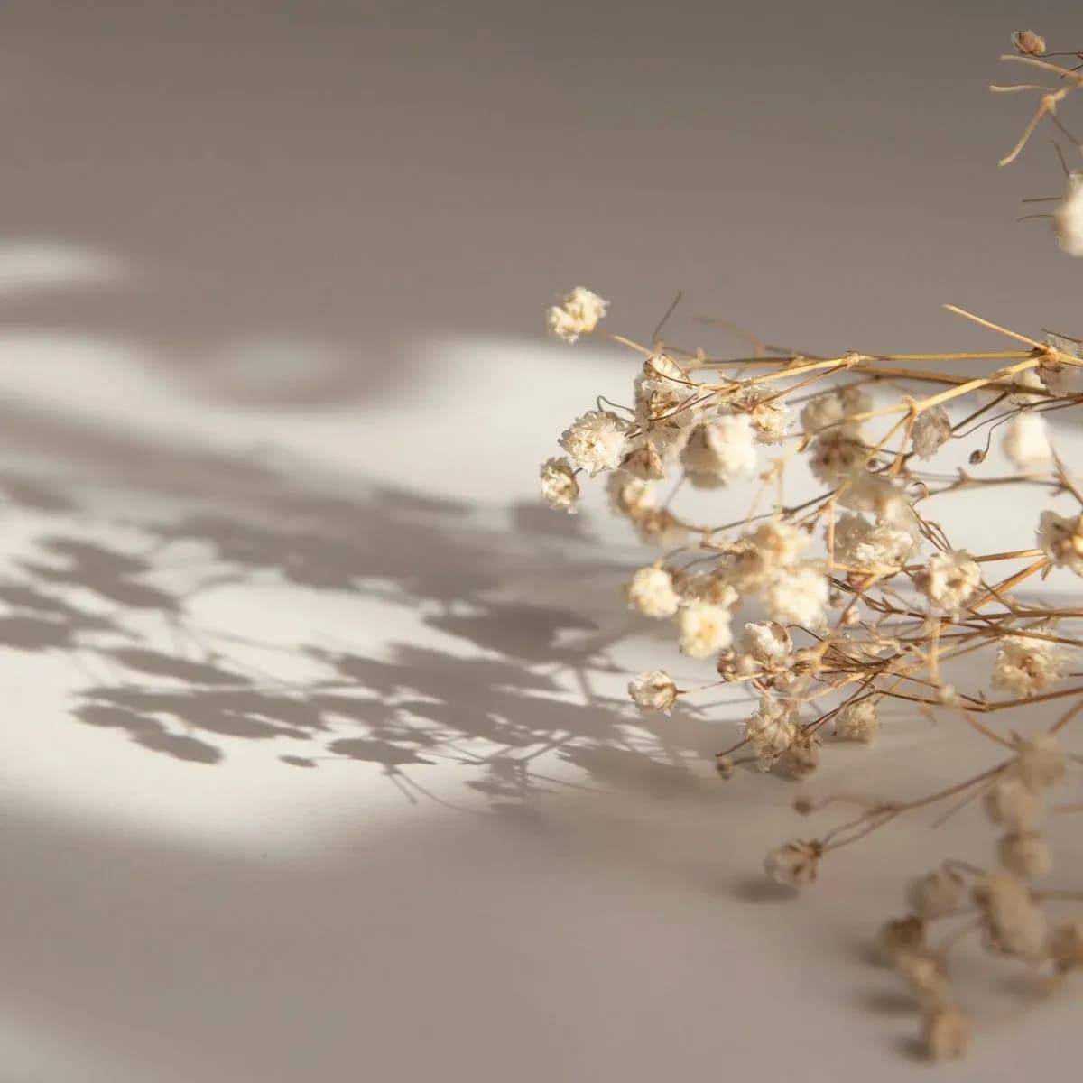 Trockenblumen im Licht