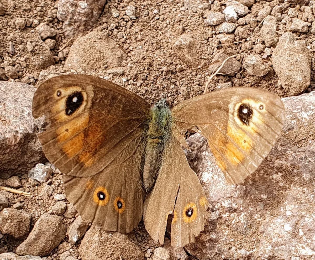 Ein Schmetterling mit bräunlich gemusterten Flügeln und Augenflecken sitzt auf steinigem Boden