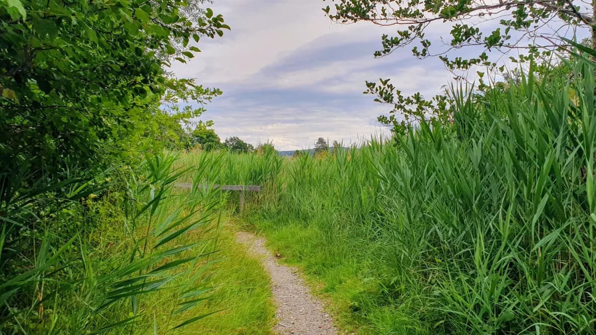 Schmaler Kiespfad, der sich durch hohes grünes Schilf zu einer Holzbank und offenem Himmel schlängelt