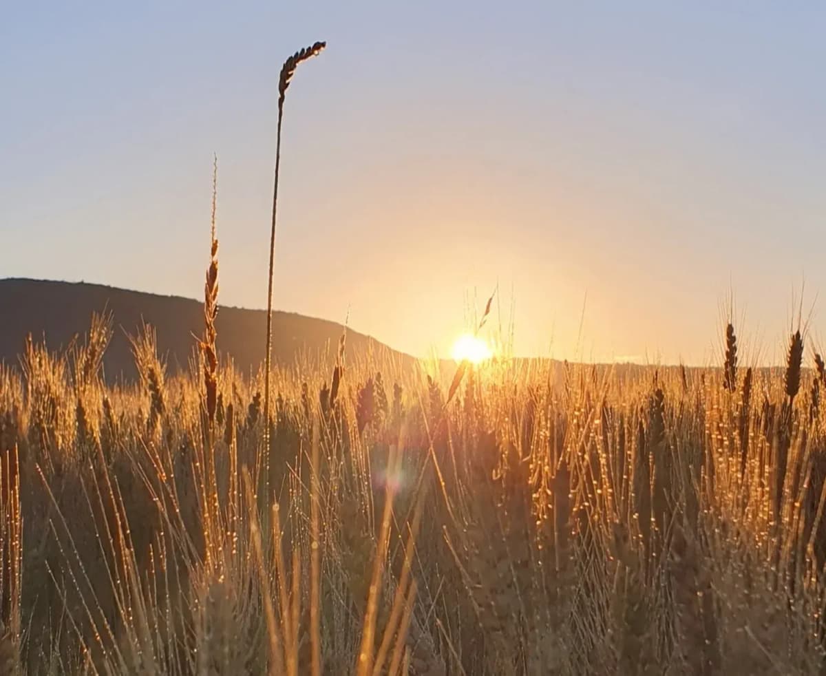 Sonnenaufgang über einem goldenen, taunassen Weizenfeld mit einem Hügel im Hintergrund
